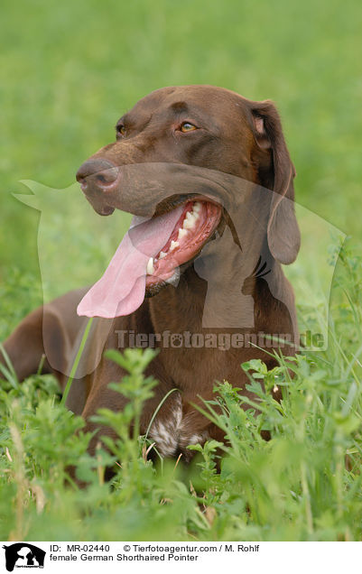 female German Shorthaired Pointer / MR-02440