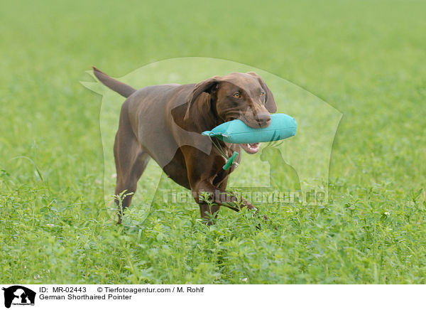 German Shorthaired Pointer / MR-02443