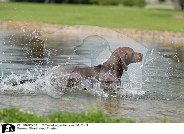 German Shorthaired Pointer / MR-02451