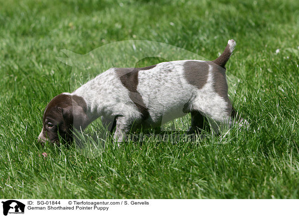German Shorthaired Pointer Puppy / SG-01844