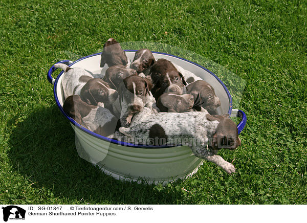 German Shorthaired Pointer Puppies / SG-01847