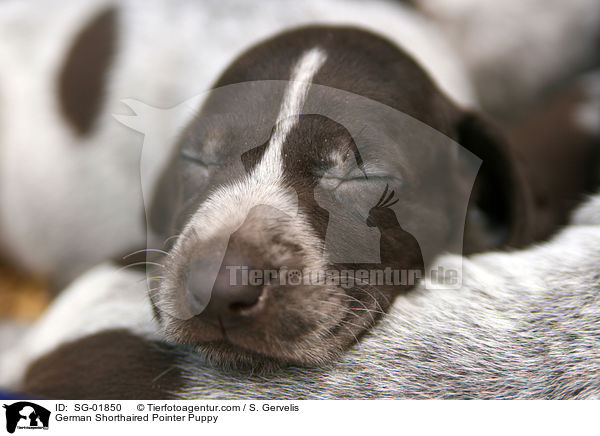 Deutsch Kurzhaar Welpe / German Shorthaired Pointer Puppy / SG-01850