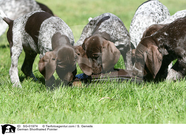 German Shorthaired Pointer / SG-01974