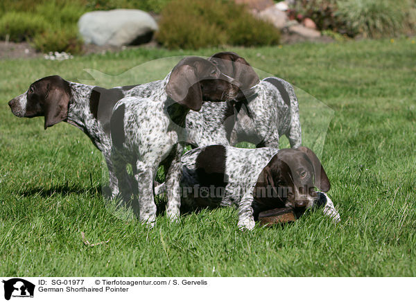 German Shorthaired Pointer / SG-01977