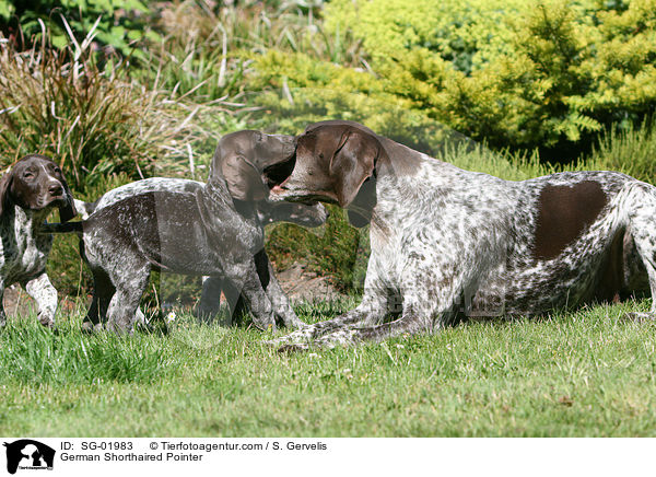 German Shorthaired Pointer / SG-01983