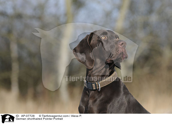 German shorthaired Pointer Portrait / AP-07728