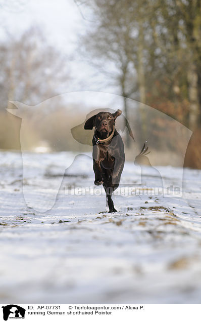 running German shorthaired Pointer / AP-07731
