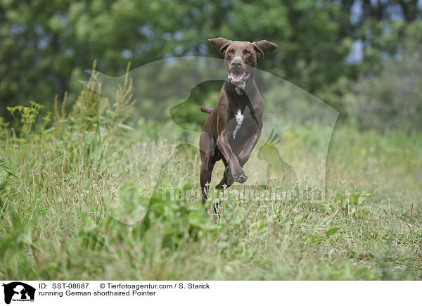 running German shorthaired Pointer / SST-08687