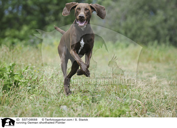 running German shorthaired Pointer / SST-08688