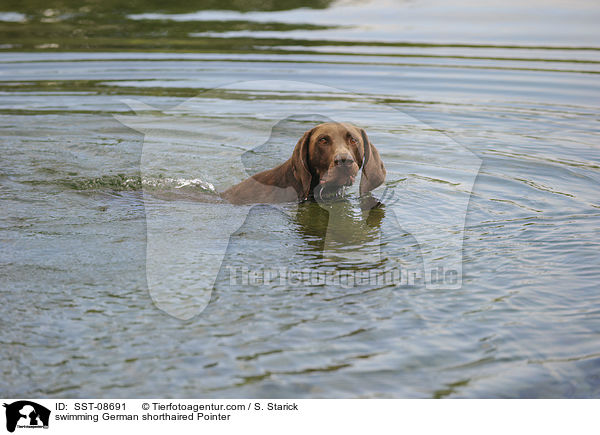 swimming German shorthaired Pointer / SST-08691