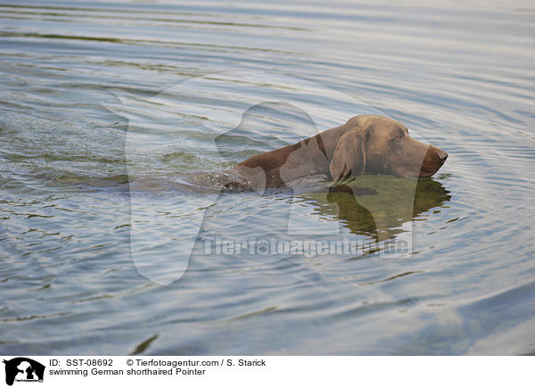 swimming German shorthaired Pointer / SST-08692