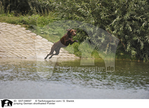 jumping German shorthaired Pointer / SST-08697
