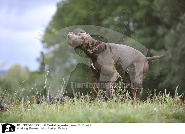 shaking German shorthaired Pointer / SST-08699