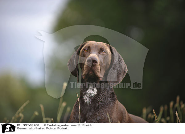 German shorthaired Pointer Portrait / SST-08700