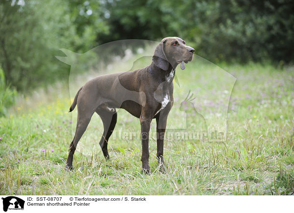 German shorthaired Pointer / SST-08707