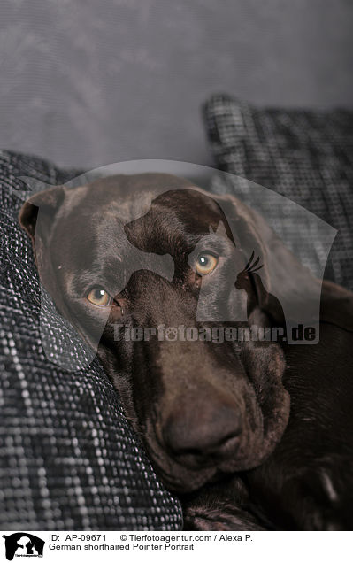 German shorthaired Pointer Portrait / AP-09671