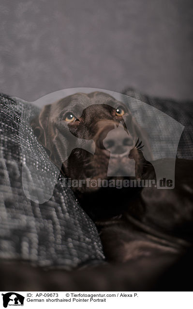 German shorthaired Pointer Portrait / AP-09673