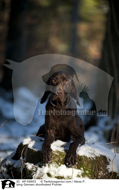 lying German shorthaired Pointer / AP-09903
