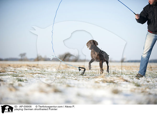 playing German shorthaired Pointer / AP-09906