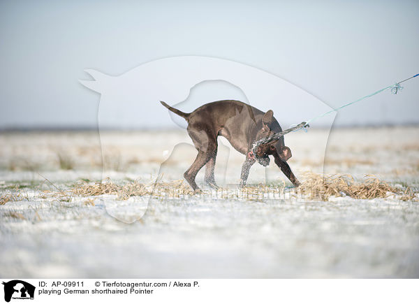 playing German shorthaired Pointer / AP-09911