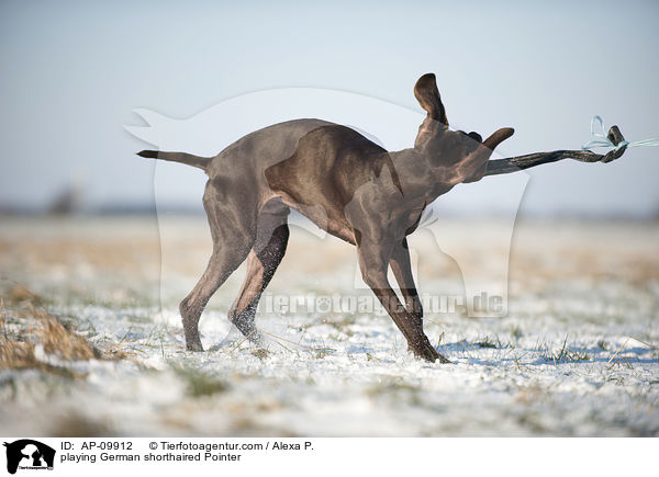 playing German shorthaired Pointer / AP-09912