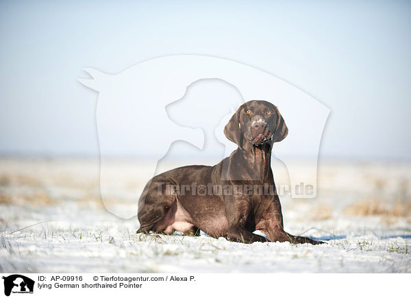 lying German shorthaired Pointer / AP-09916