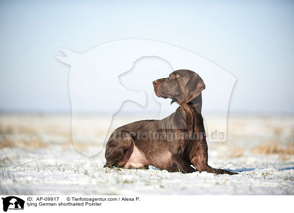 lying German shorthaired Pointer / AP-09917