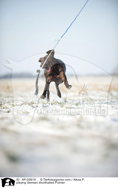 playing German shorthaired Pointer / AP-09919