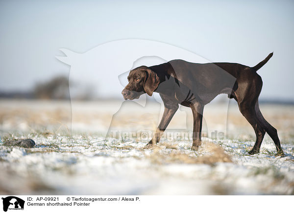 German shorthaired Pointer / AP-09921