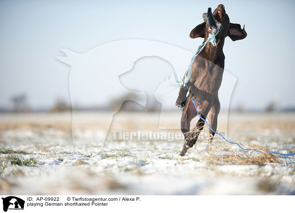 playing German shorthaired Pointer / AP-09922