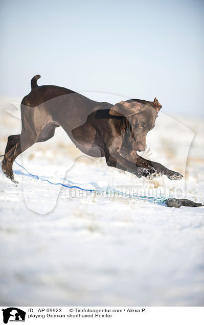 playing German shorthaired Pointer / AP-09923