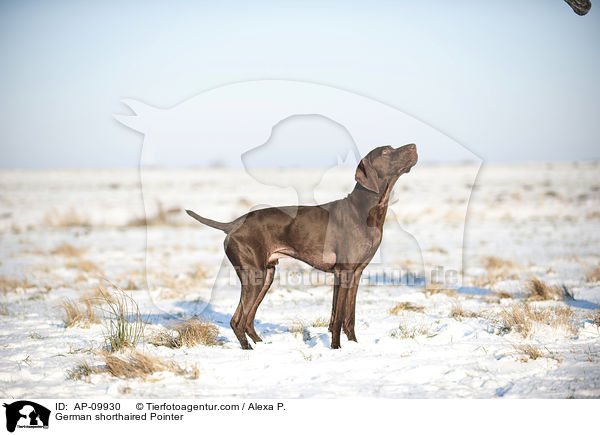German shorthaired Pointer / AP-09930