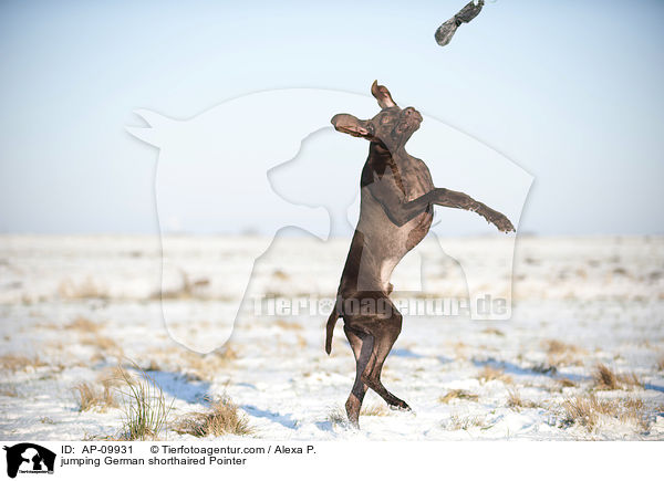 jumping German shorthaired Pointer / AP-09931
