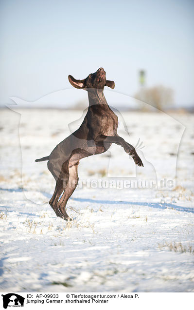 jumping German shorthaired Pointer / AP-09933