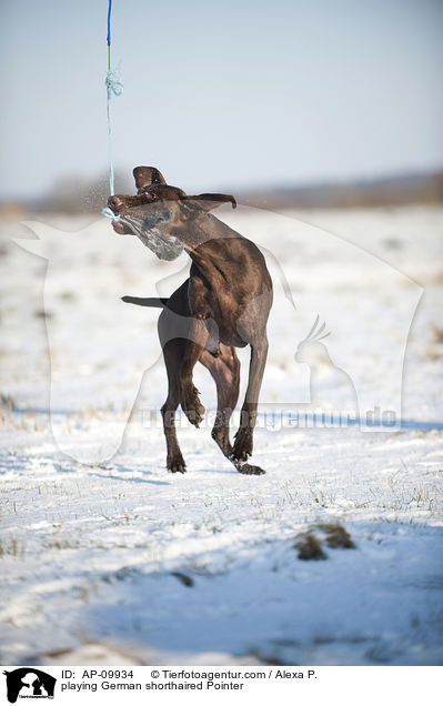 playing German shorthaired Pointer / AP-09934