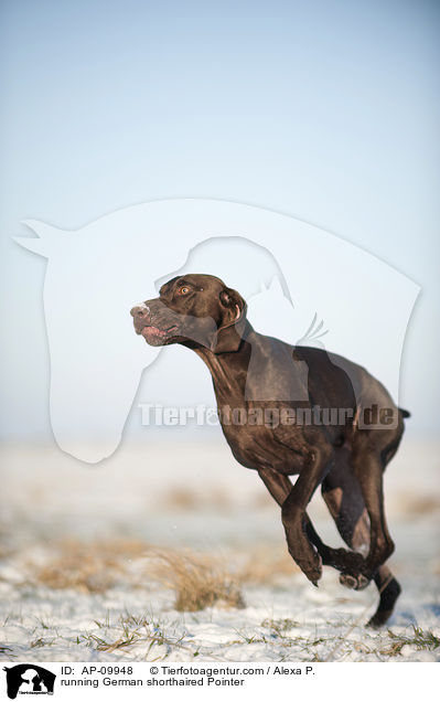 running German shorthaired Pointer / AP-09948