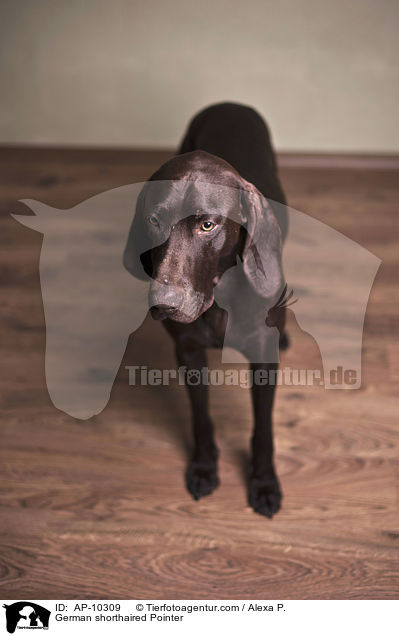 German shorthaired Pointer / AP-10309