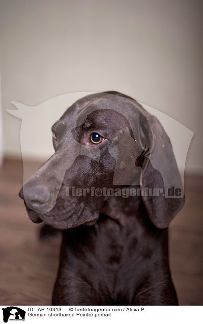 German shorthaired Pointer portrait / AP-10313