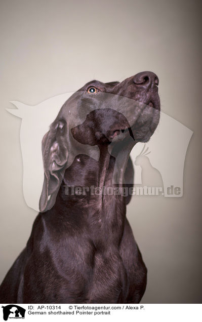 German shorthaired Pointer portrait / AP-10314