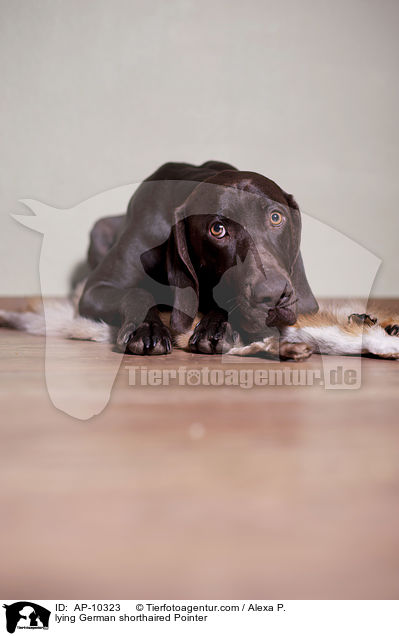 lying German shorthaired Pointer / AP-10323