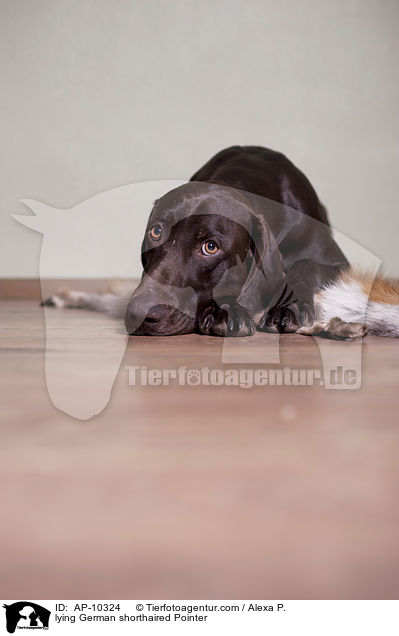 lying German shorthaired Pointer / AP-10324
