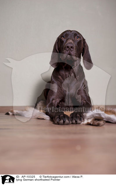 lying German shorthaired Pointer / AP-10325