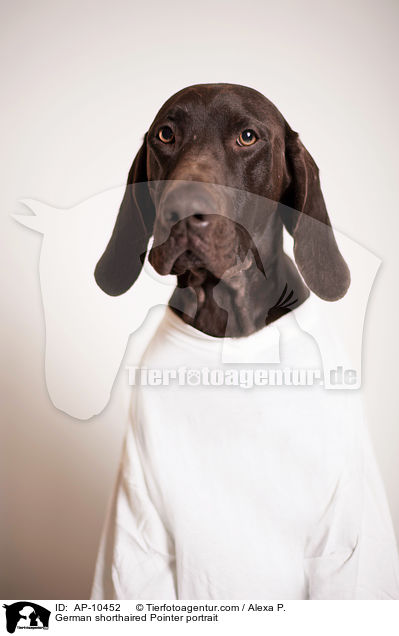 German shorthaired Pointer portrait / AP-10452