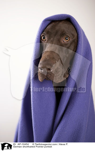 German shorthaired Pointer portrait / AP-10454