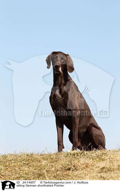 sitting German shorthaired Pointer / JH-14857