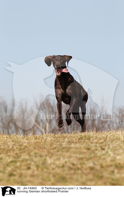 running German shorthaired Pointer / JH-14860