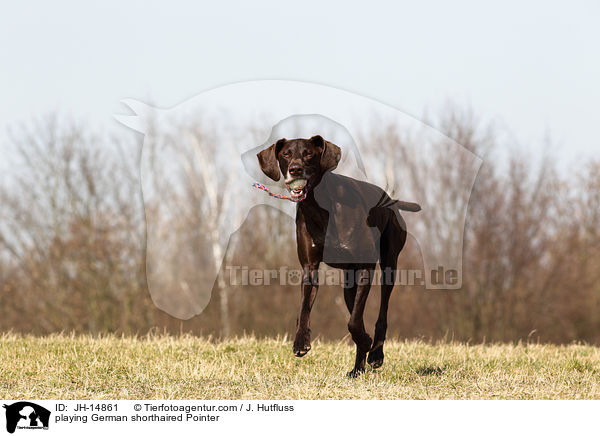 playing German shorthaired Pointer / JH-14861