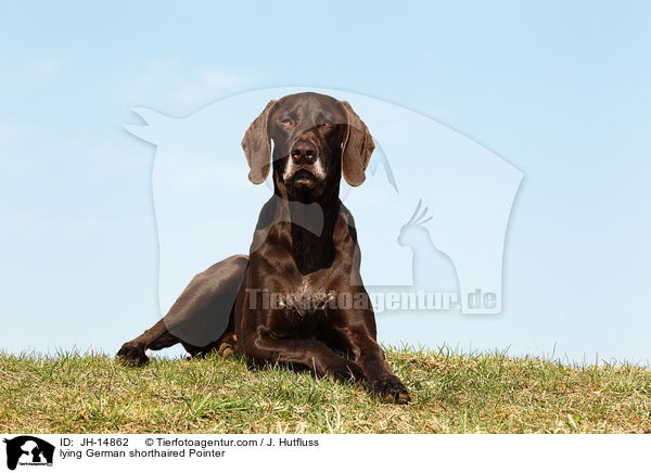 lying German shorthaired Pointer / JH-14862