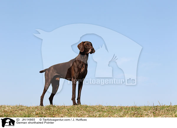German shorthaired Pointer / JH-14865