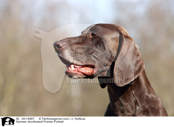 German shorthaired Pointer Portrait / JH-14867